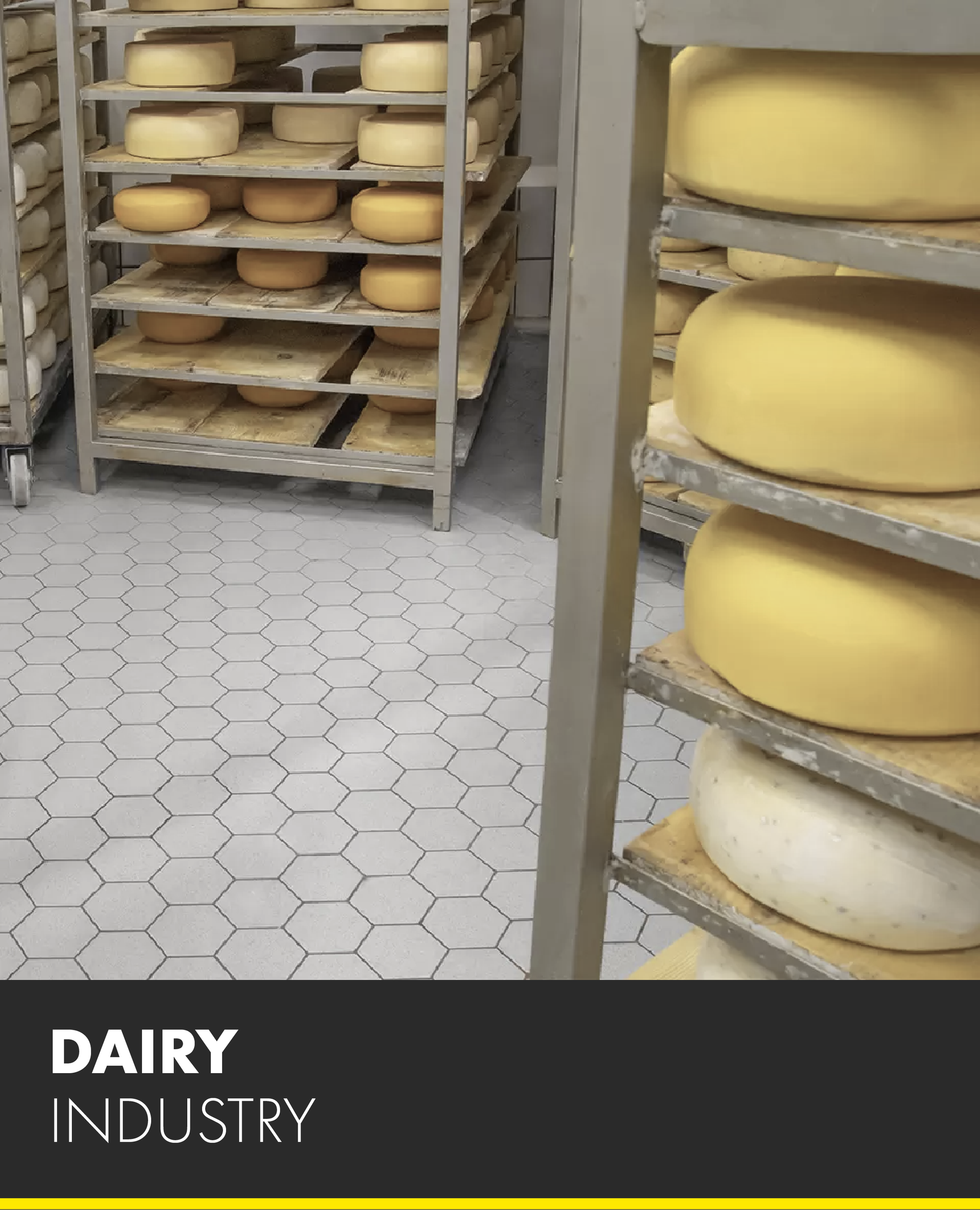 Shelves of cheese in a dairy industry warehouse