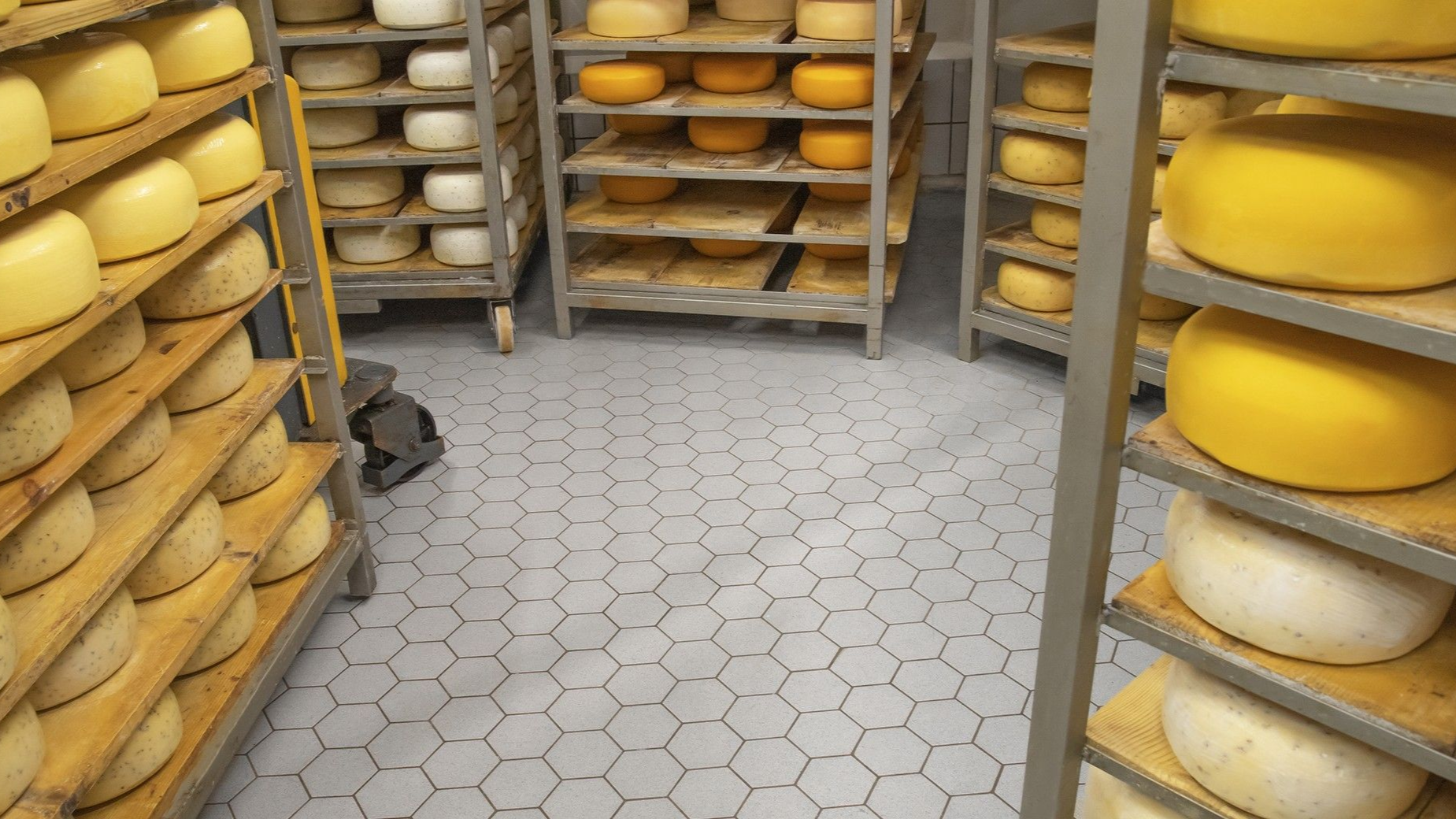 Rows of yellow cheese wheels aging on shelves in a cheese cellar with tiled floor