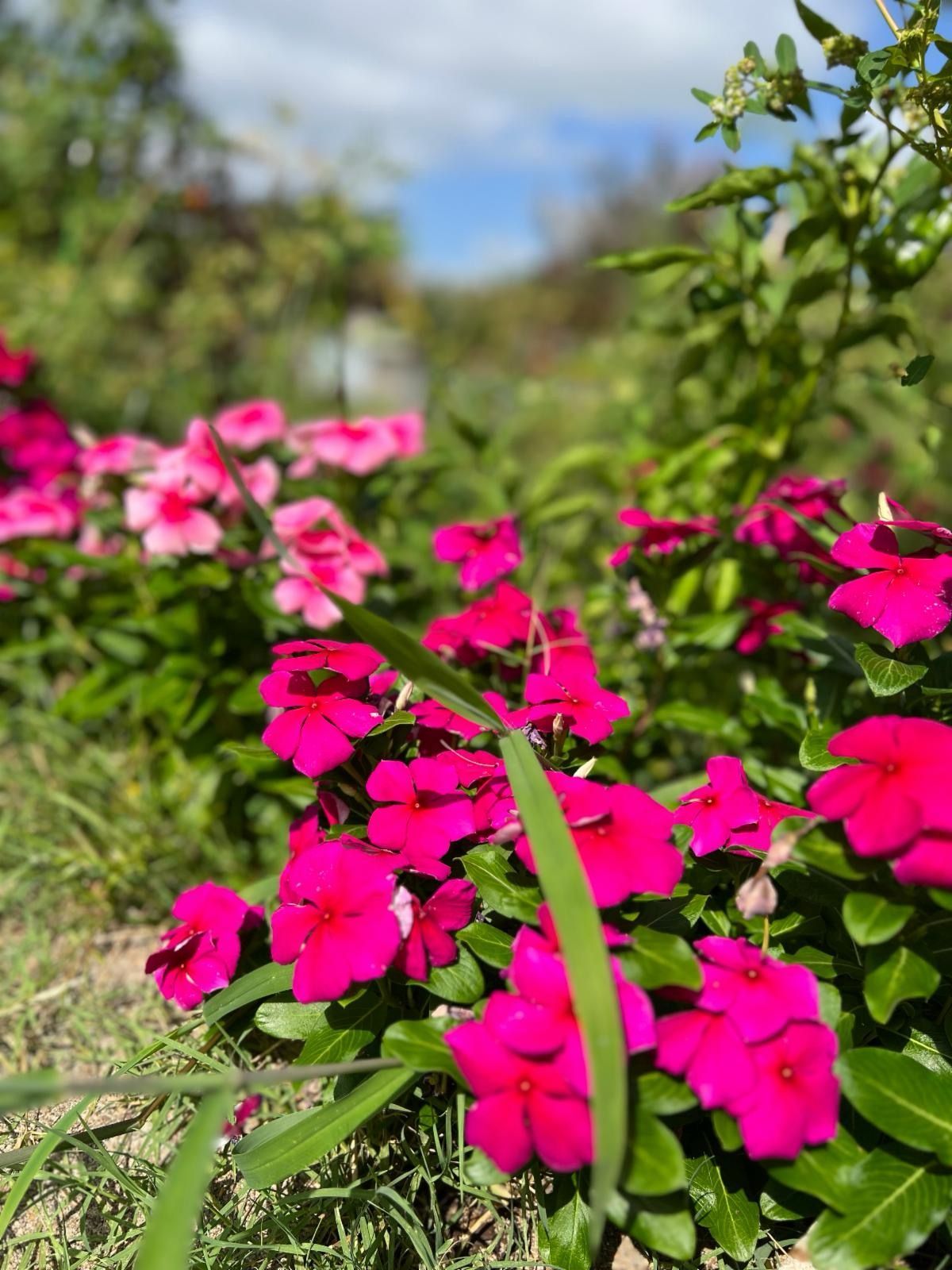 A bunch of pink flowers are growing in a garden