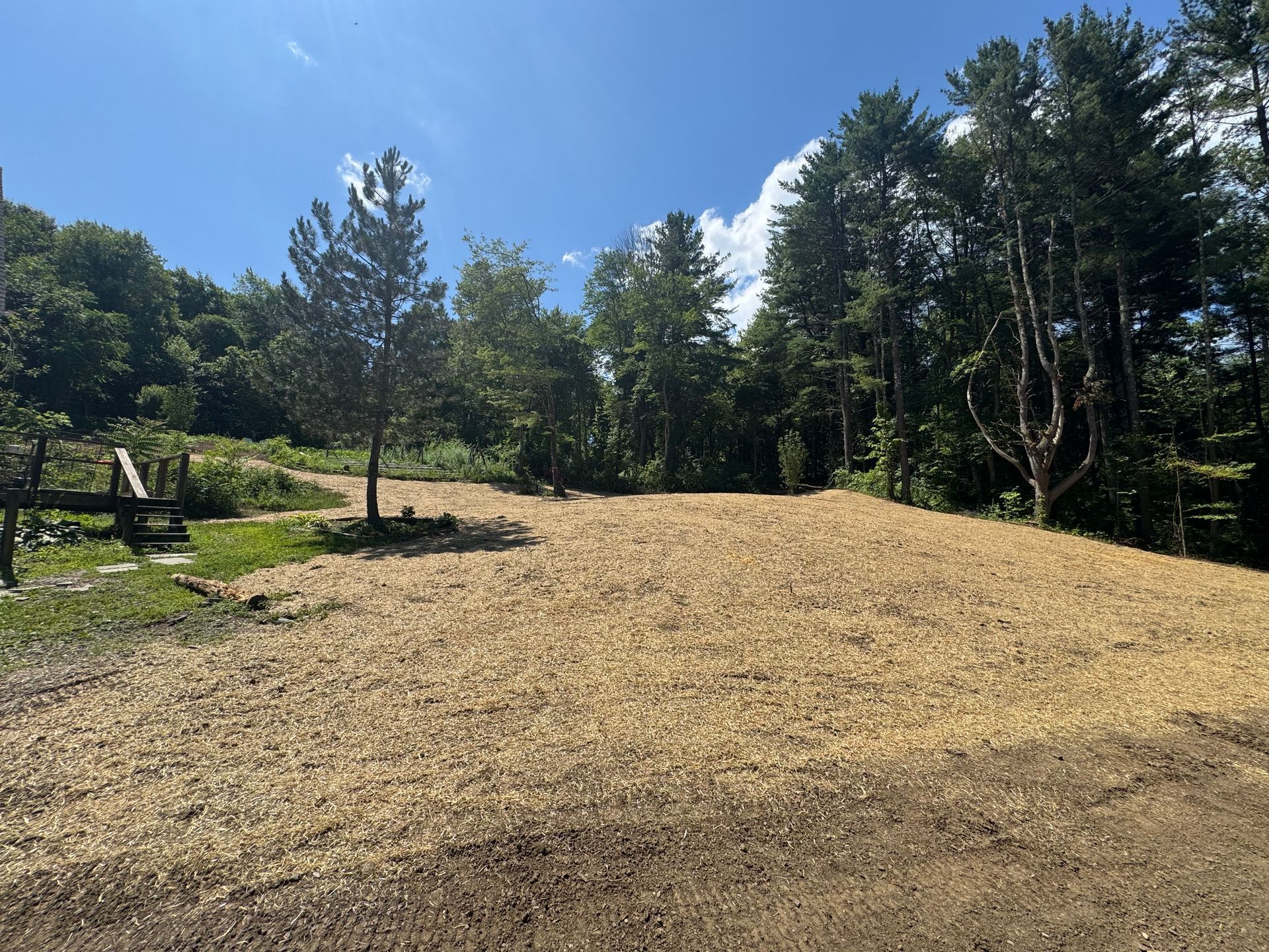 A cleared area covered in wood chips, likely for a trail, surrounded by green trees under a blue sky.