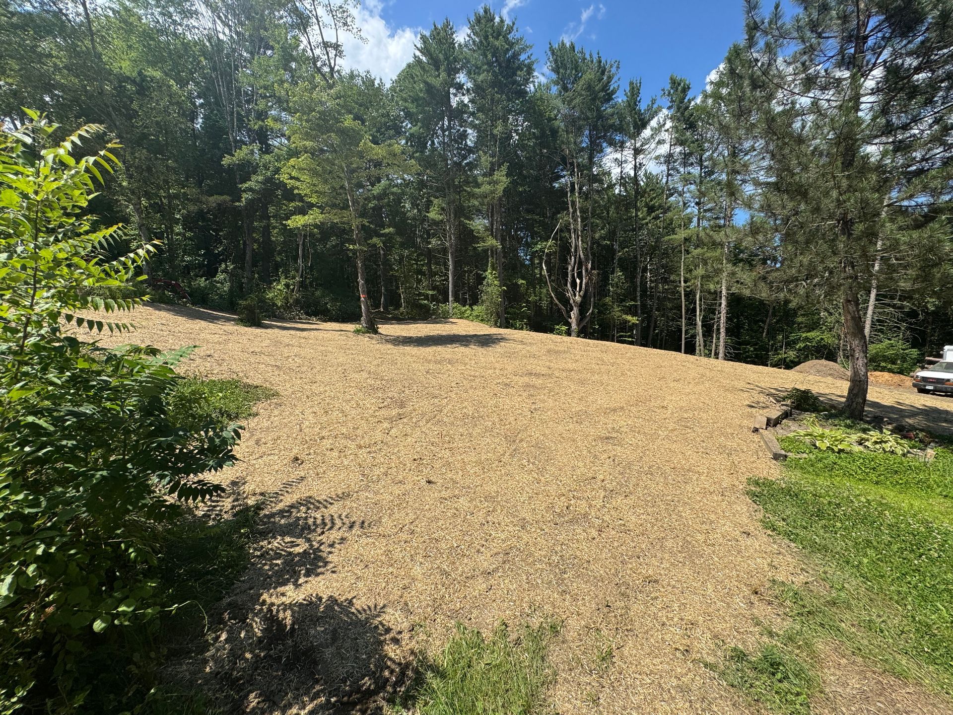 A cleared, wood-chipped area surrounded by trees, with green grass in the foreground and a blue sky.
