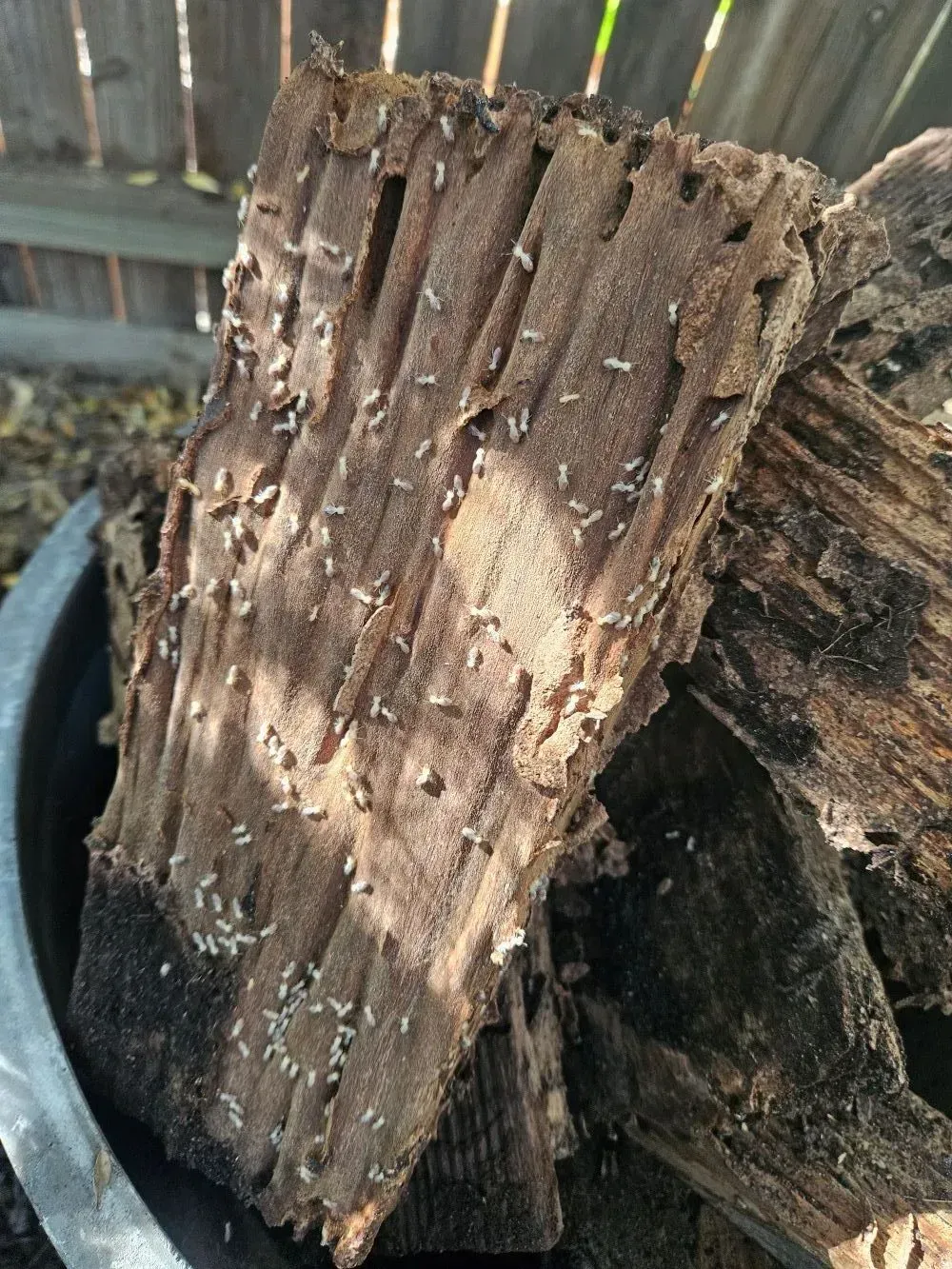 Close-up of rough, weathered wood pieces stacked outdoors in a bin — National Pest Solutions in Upper Caboolture, QLD