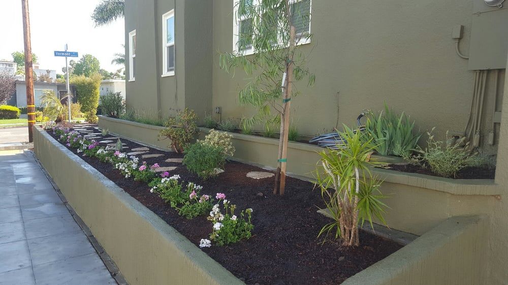 Raised planter with dark mulch, white flowers, and young palms beside a building walkway