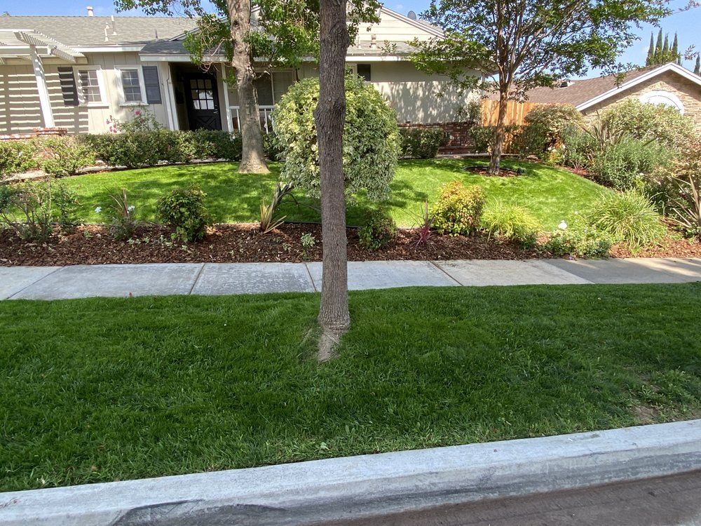 Front yard with a tree, green lawn, sidewalk, and a single-story house in the background