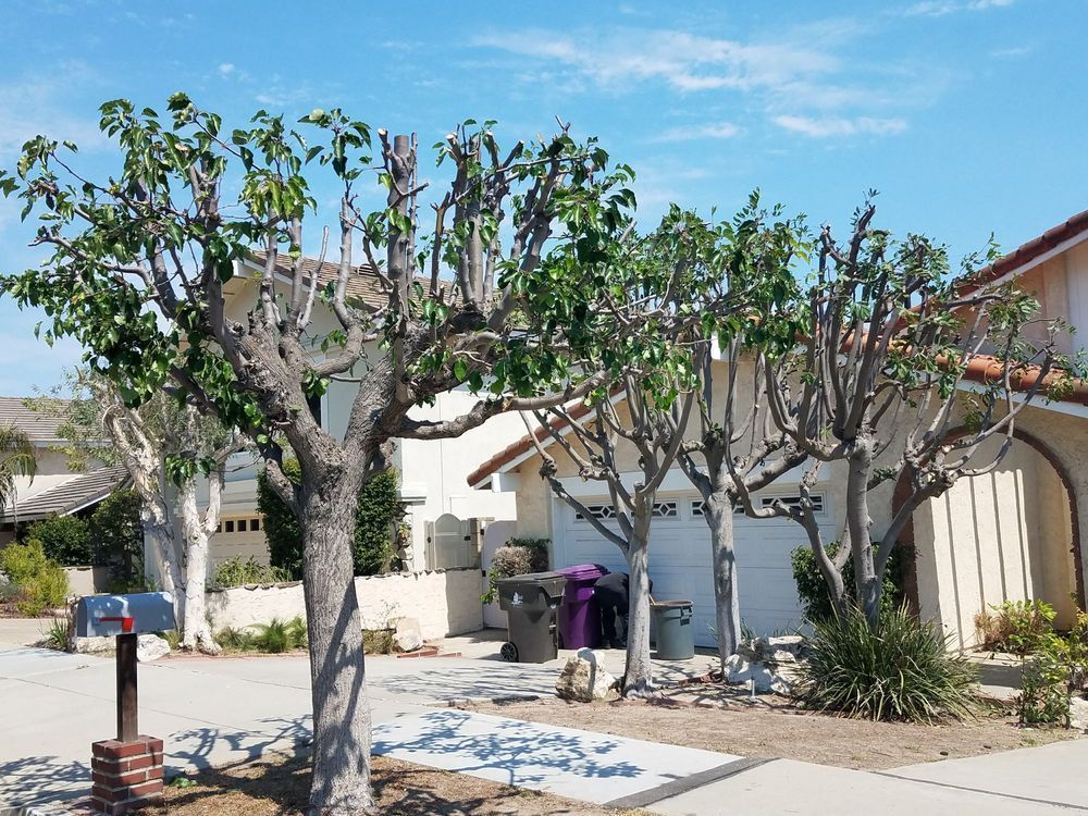 Suburban front yard with pruned trees, a white house, trash bins, and a clear blue sky