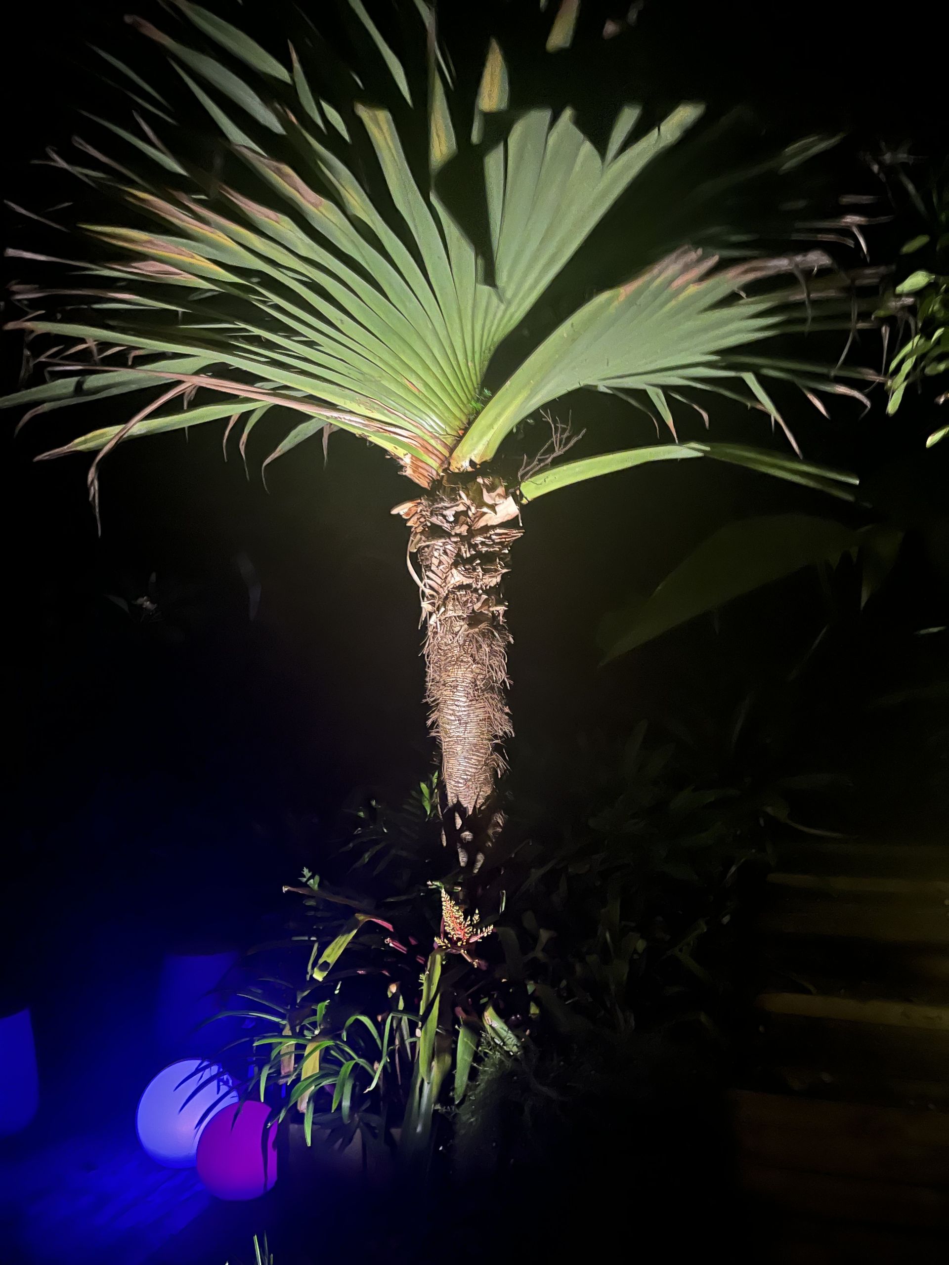 Palm Tree Illuminated by Spotlights at Night — Intolec Electrical in Tweed Heads, NSW