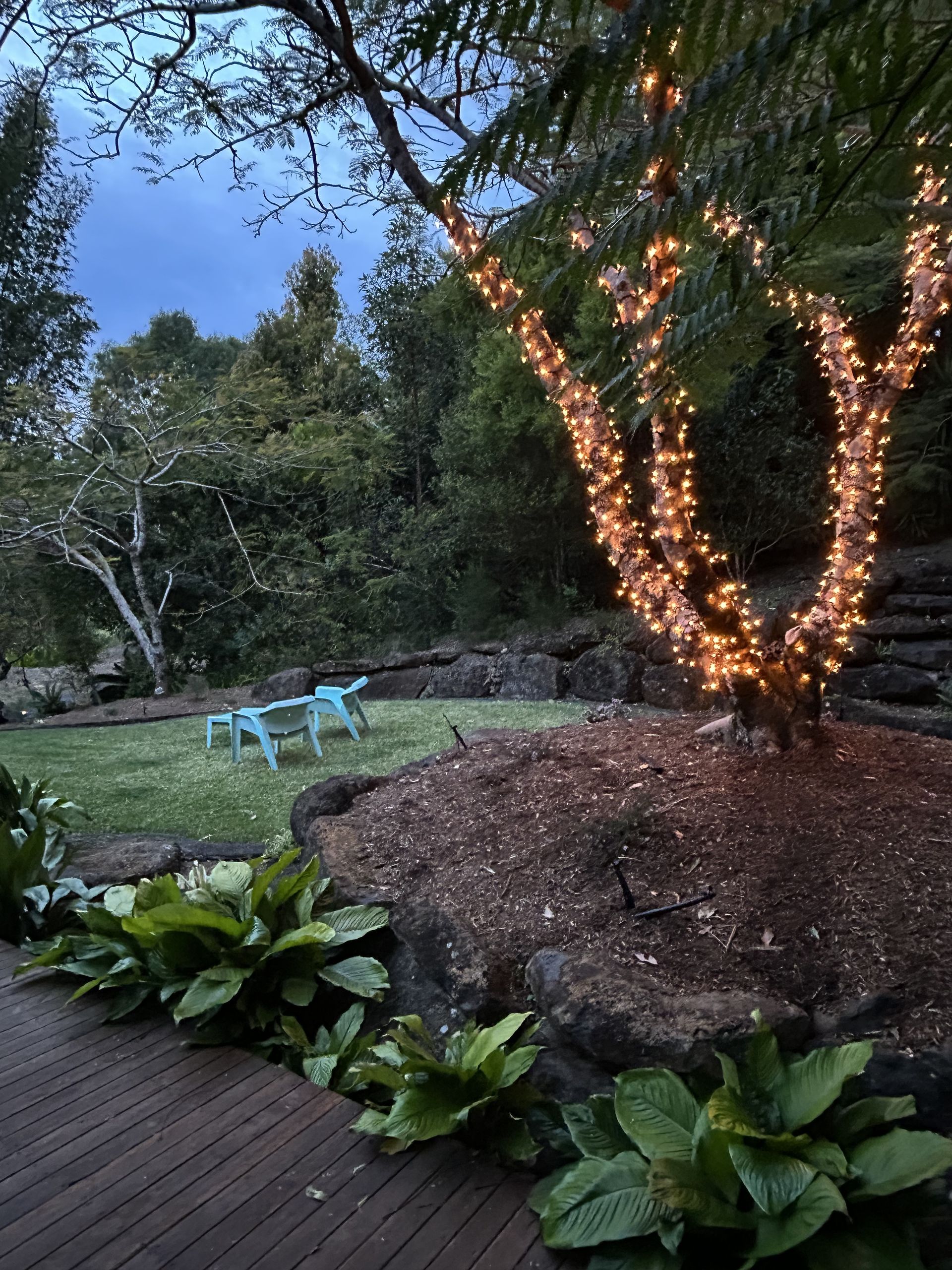 Evening Outdoor Scene With Tree Wrapped in Lights — Intolec Electrical in Tweed Heads, NSW