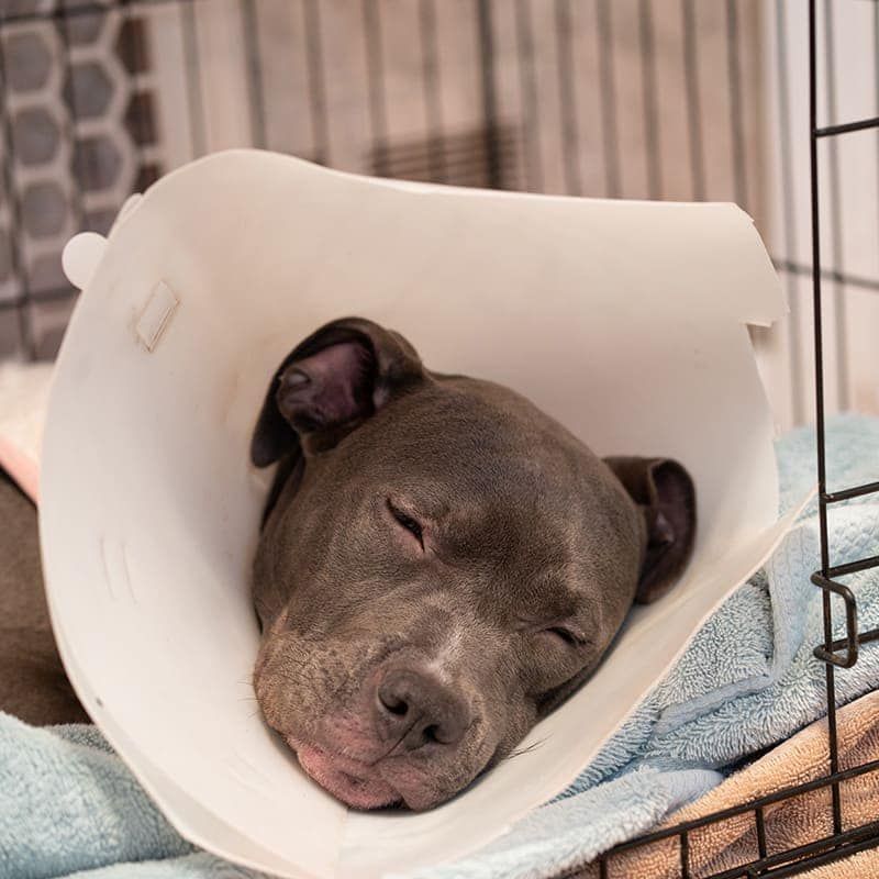 A dog is sleeping in a cone in a cage.