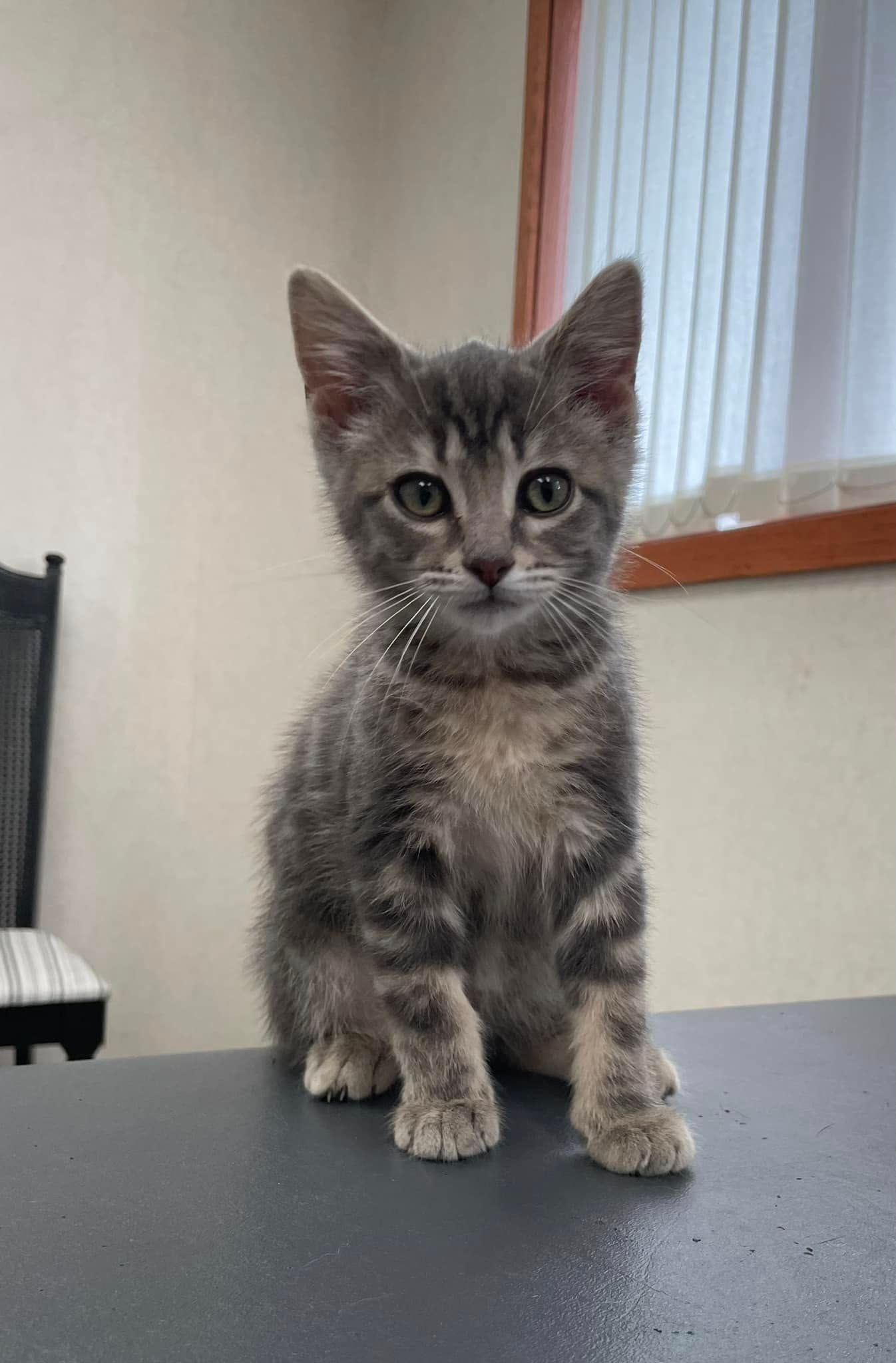 A kitten is sitting on a table and looking at the camera.