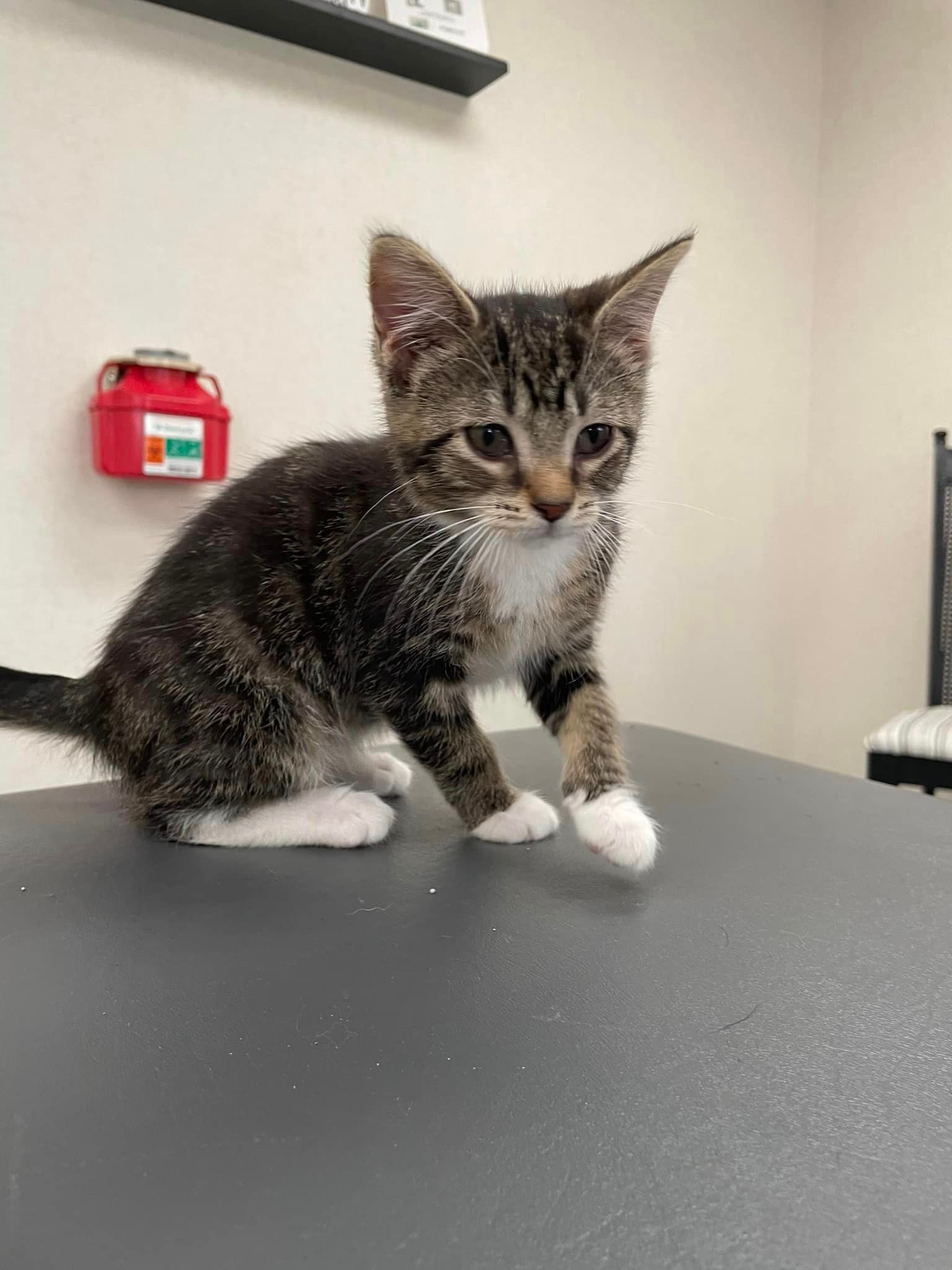 A kitten is sitting on a table and looking at the camera.