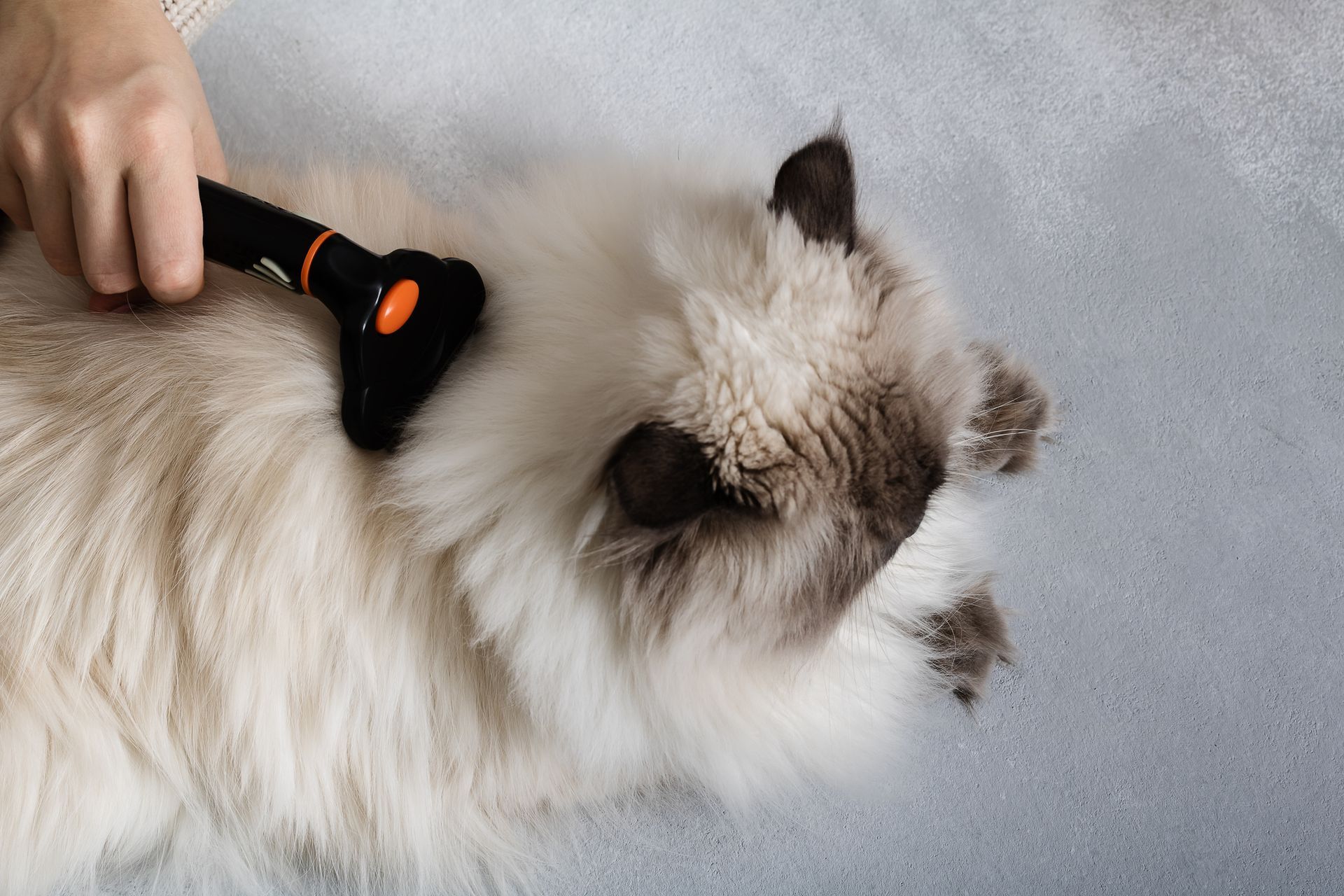A person is brushing a fluffy cat with a brush.