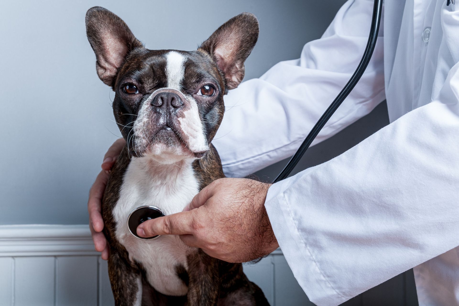 A boston terrier is being examined by a veterinarian with a stethoscope.