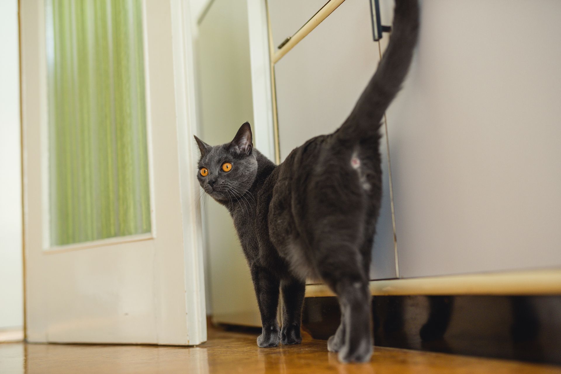 A black cat is standing next to a refrigerator in a kitchen.