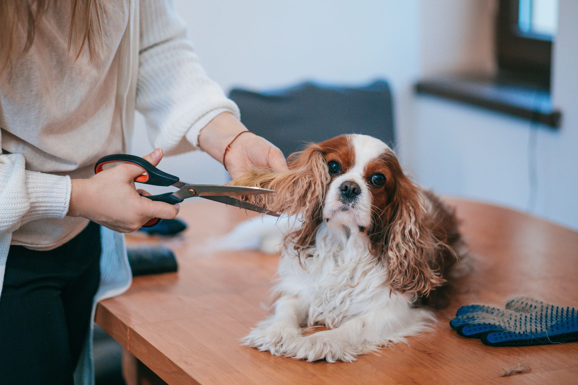 A woman is cutting a dog 's hair with scissors.