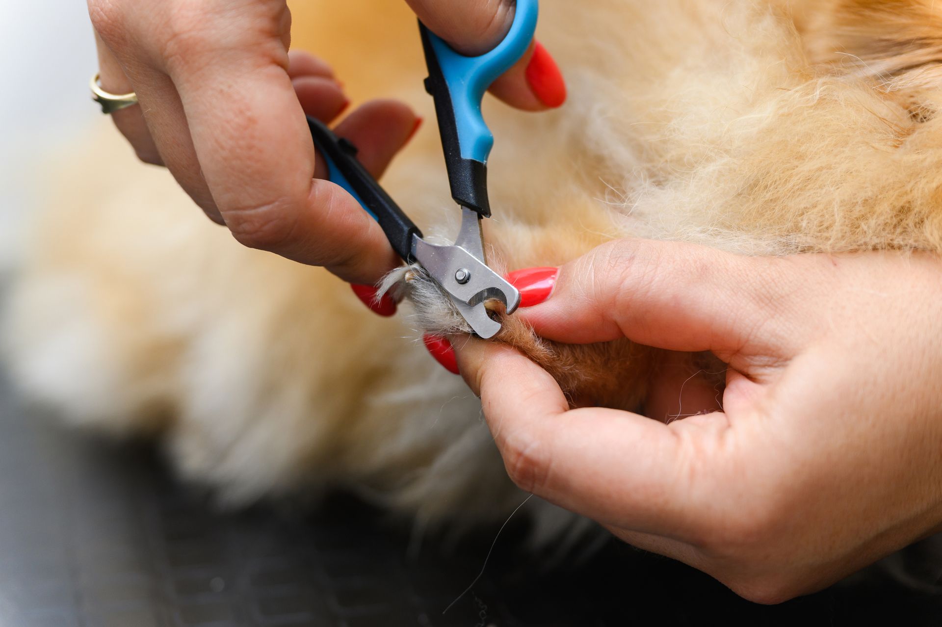 A woman is cutting a dog 's nails with scissors.