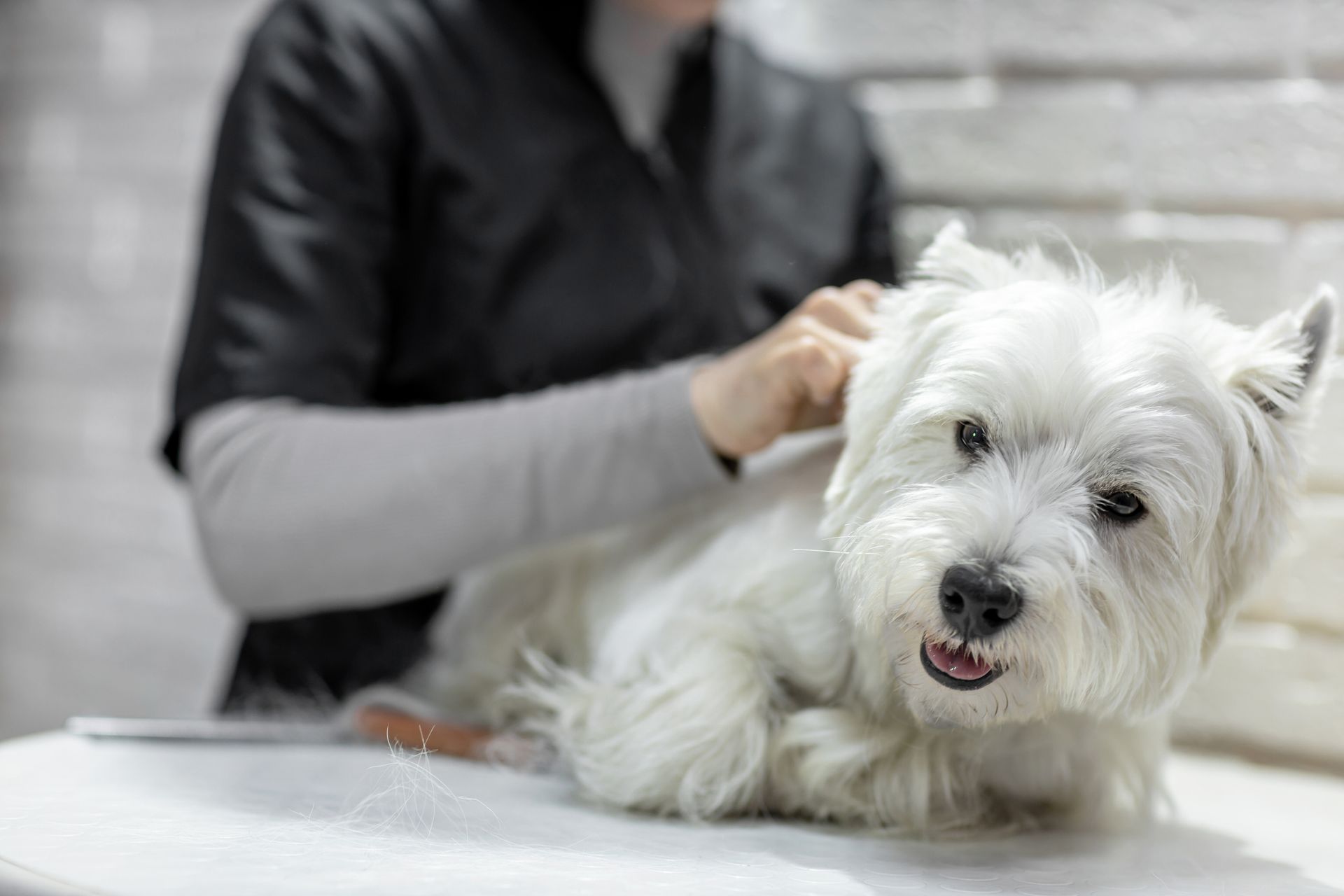 A white dog is being groomed by a veterinarian.