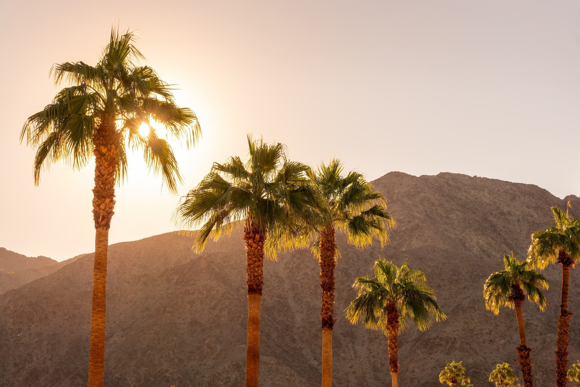 Tall palm trees silhouetted against mountains at sunset in a desert landscape