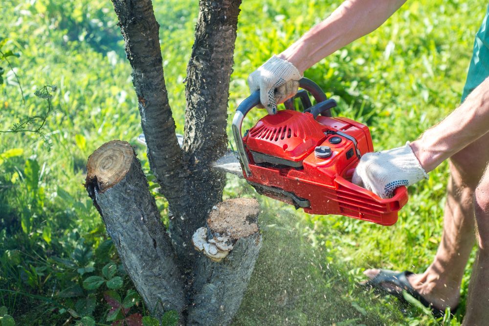 A Man With a Chainsaw is Sawing a Tree on a Plot — Your Local Arborist in Townsville, QLD