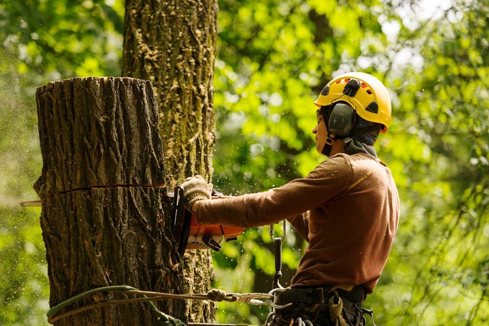 An Arborist Cutting a Tree With a Chainsaw — Your Local Arborist in Townsville, QLD
