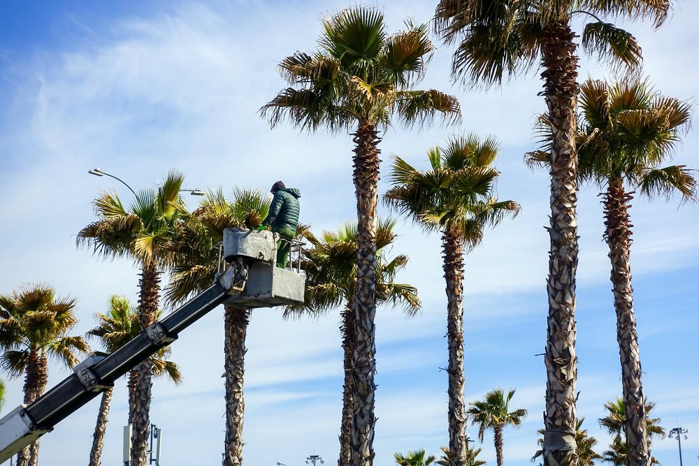 Man on the Crane Cuts Off Palm Trees — Gibson Tree Services in Deeragun, QLD