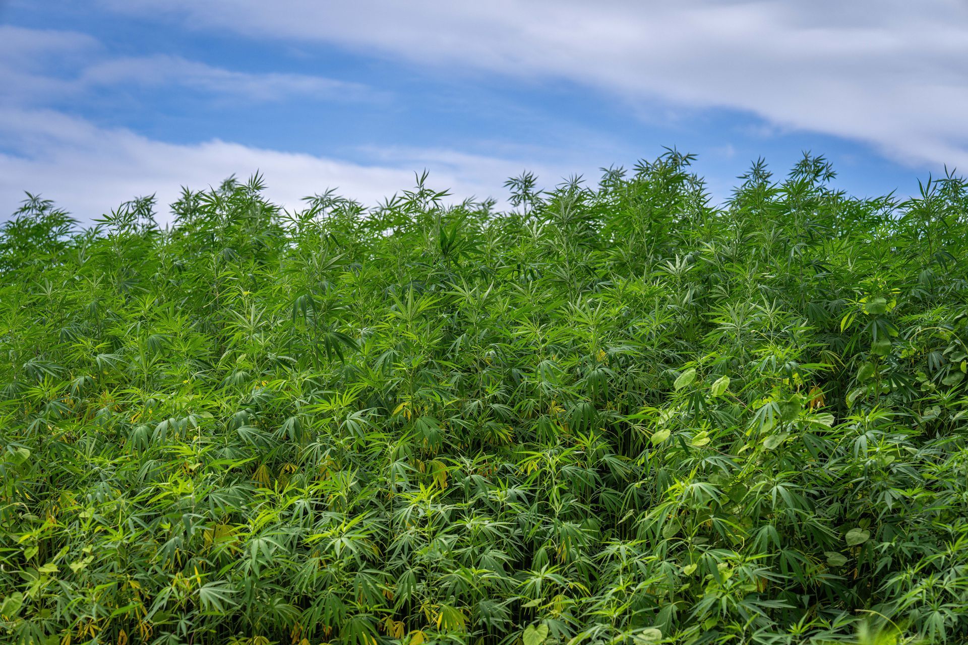 Field of hemp plants under a blue sky