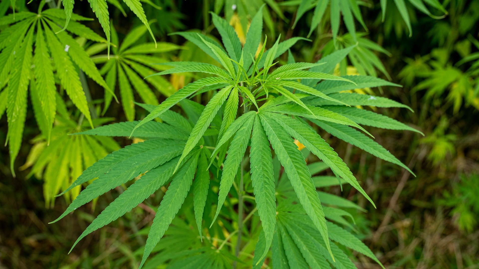 Hemp and cannabis plants affected by the federal THC hemp ban in Pennsylvania