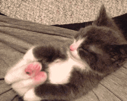 A gray and white kitten is laying on its back on a bed.