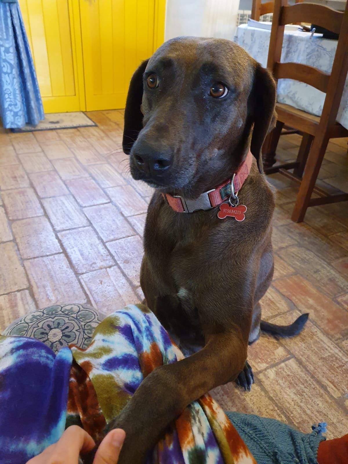 A chocolate-colored dog with a red collar sits on a tiled floor, resting one paw on a person's tie-dye covered leg.