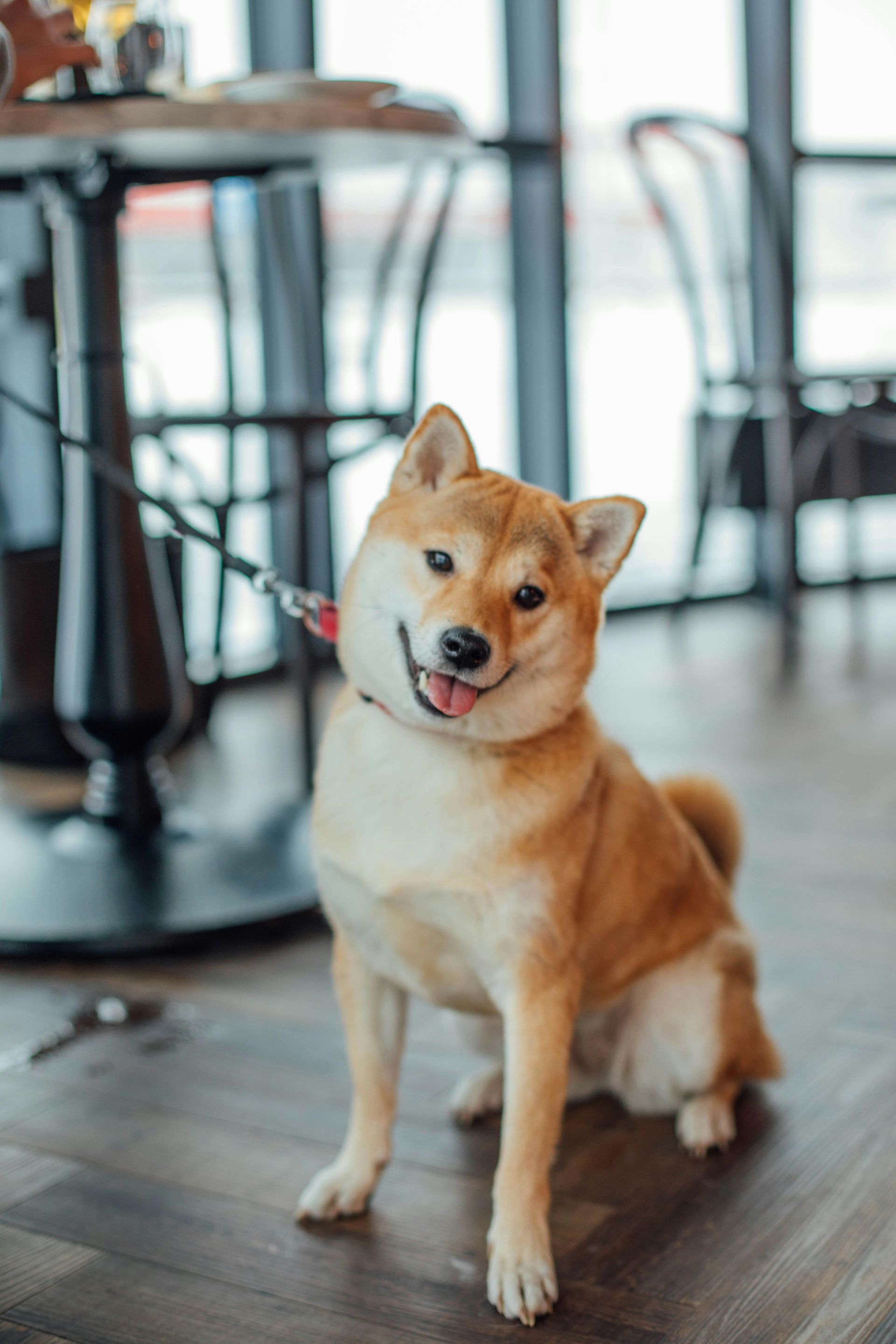 A smiling Shiba Inu dog with a red leash sits on a wooden floor in a cafe, looking toward the camera.