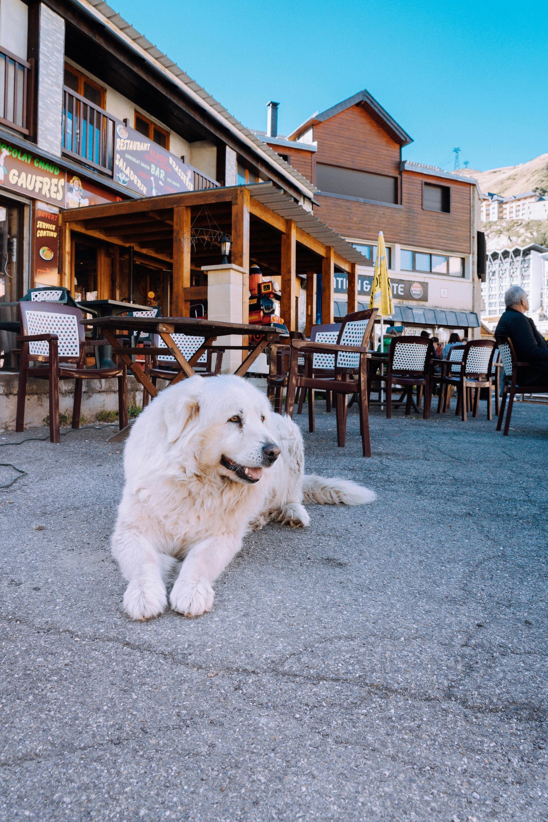 A large, fluffy white dog lies on a paved patio in front of a multi-story building with a wooden terrace and outdoor chairs.