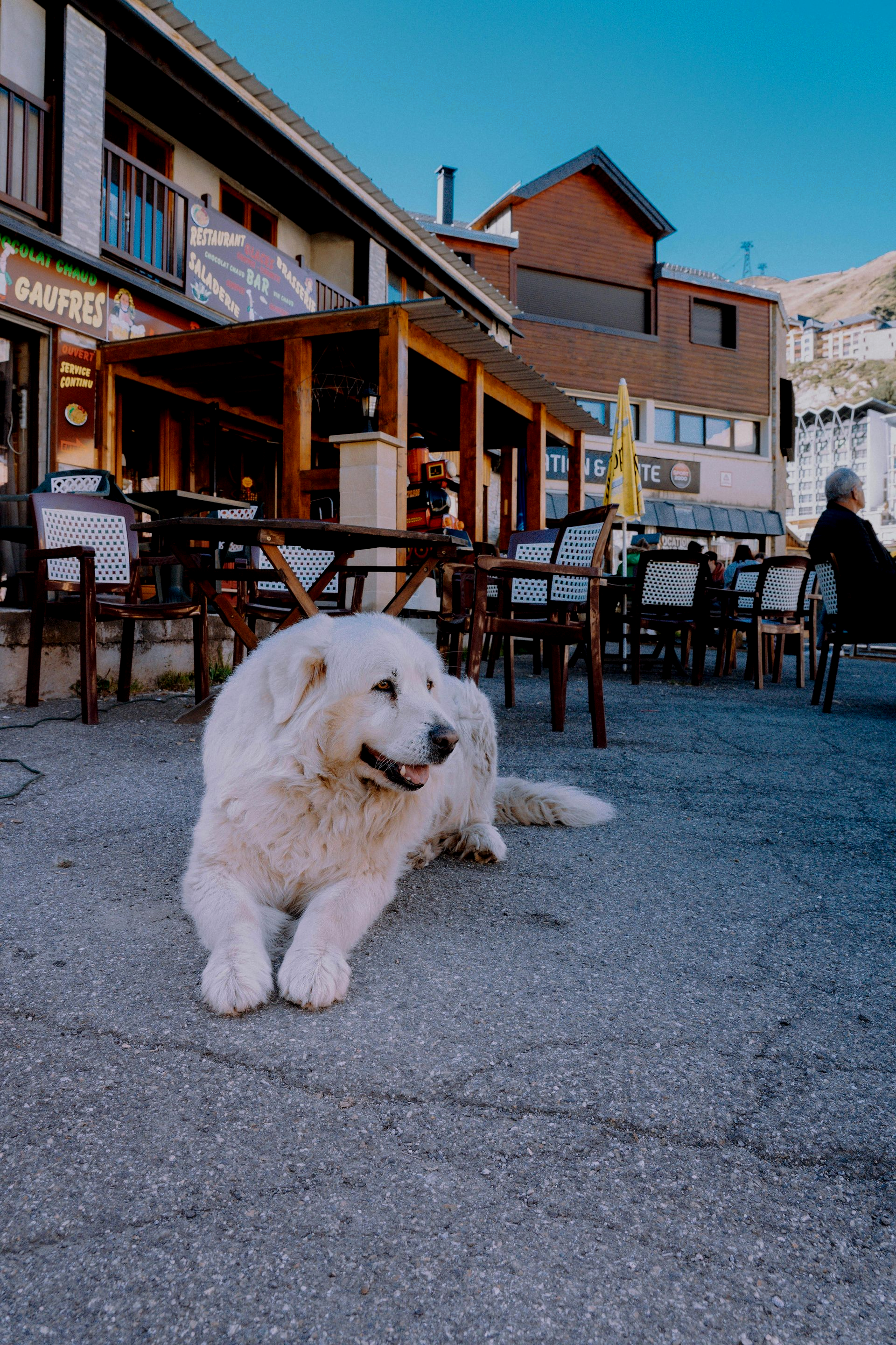 White fluffy dog lying on pavement outside a café with outdoor tables and brick buildings