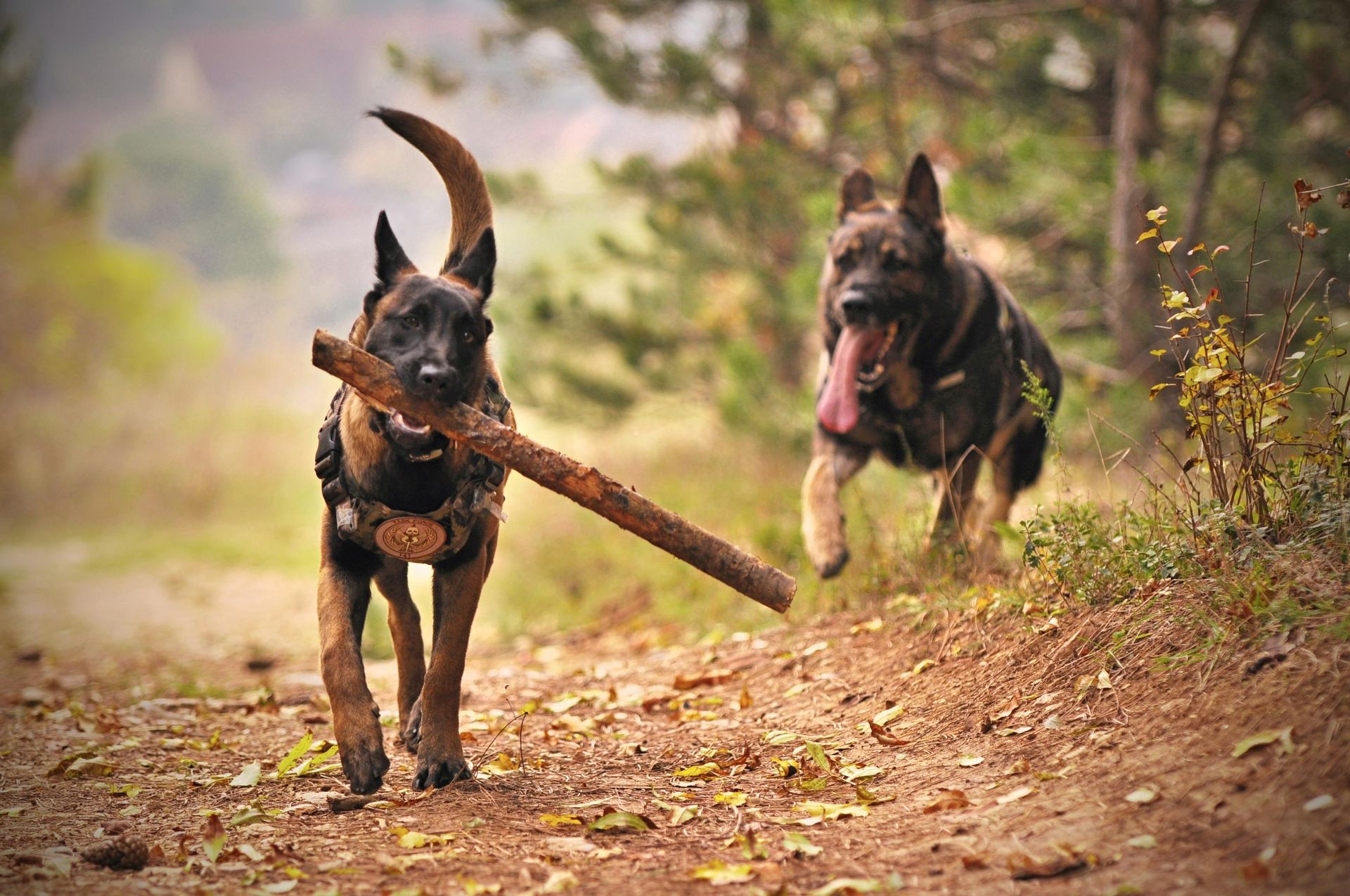 Two dogs run together on a wooded dirt path, one carrying a stick in its mouth with the other trailing behind.