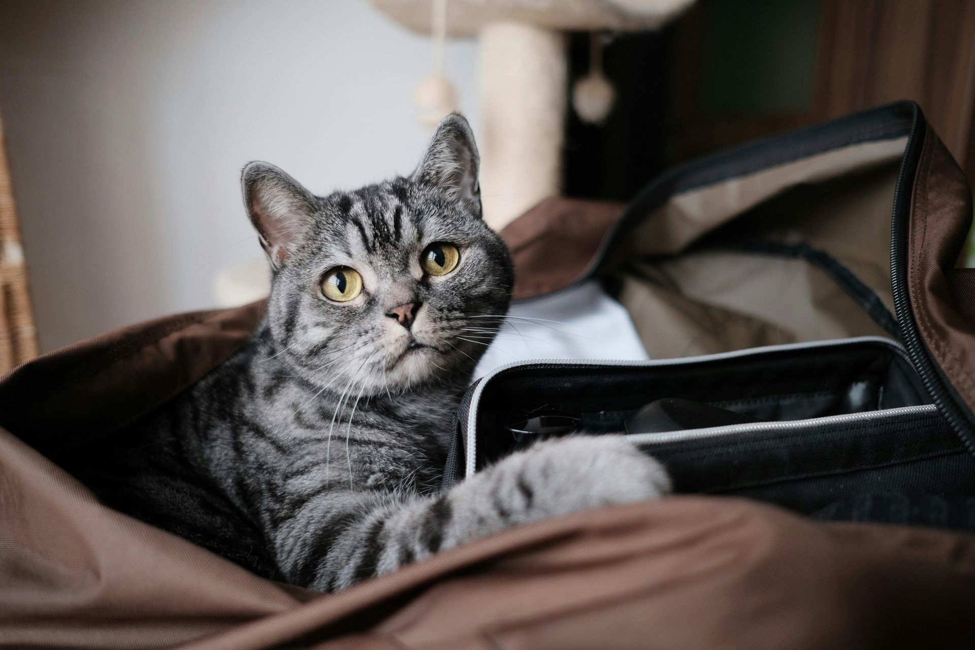Gray tabby cat lounging in a brown bag, looking alert with front paws on the edge
