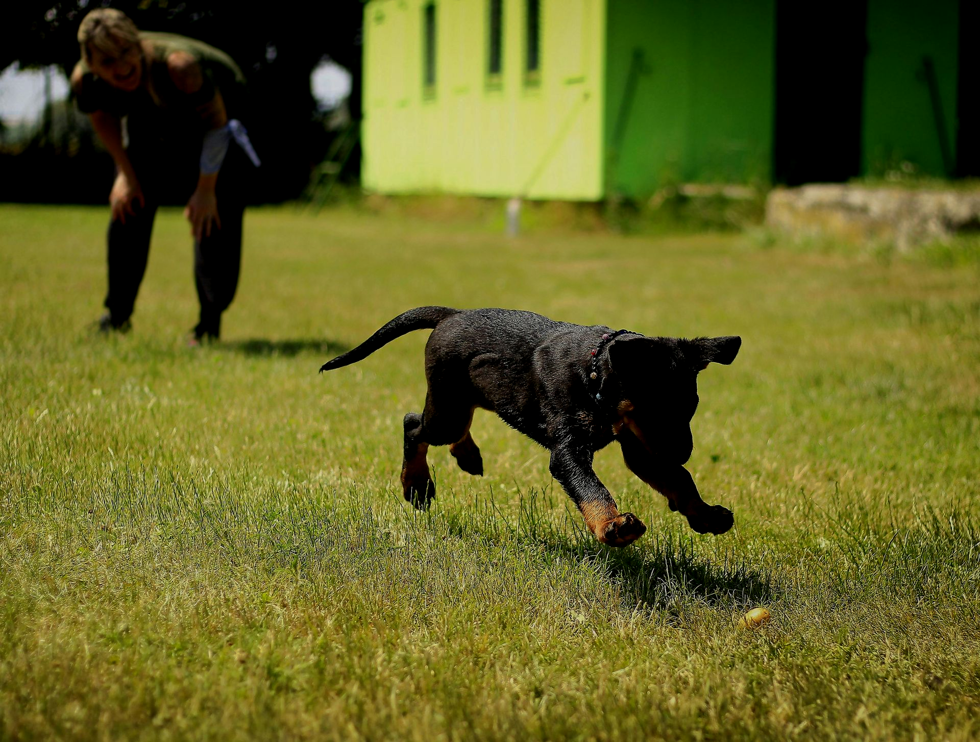 Black dog running across a grassy field with a person blurred in the background near a green building