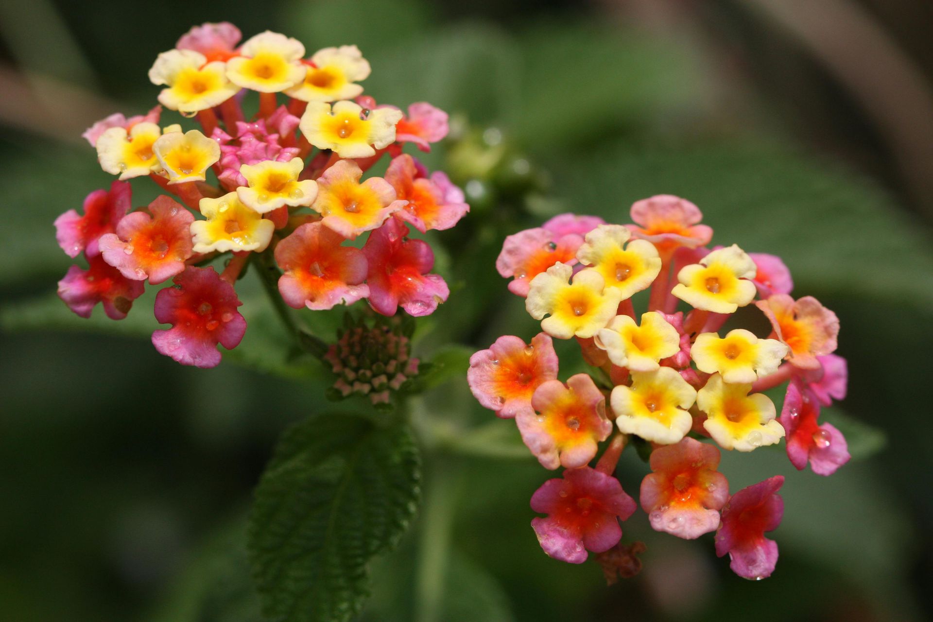 Two clusters of vibrant Lantana flowers with petals in varying shades of pink, orange, and yellow against green leaves.