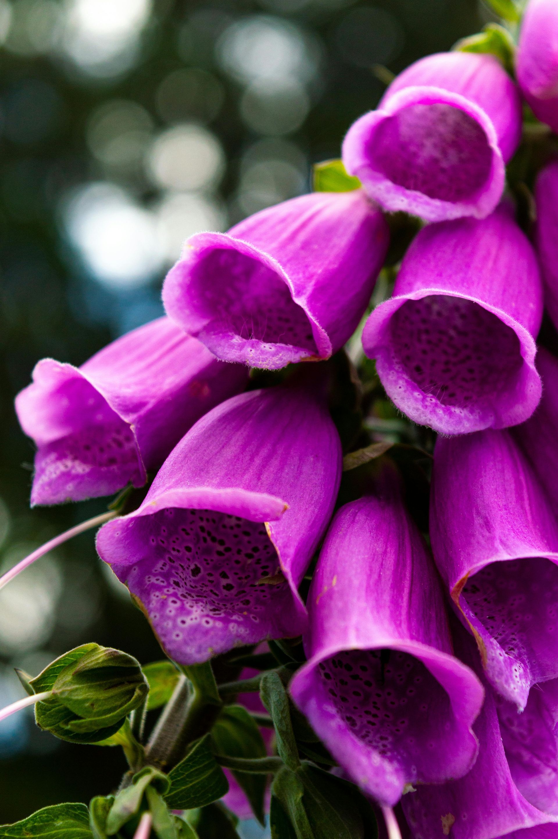 A cluster of vibrant, bell-shaped purple foxglove flowers bloom on a vertical stem against a blurred green background.