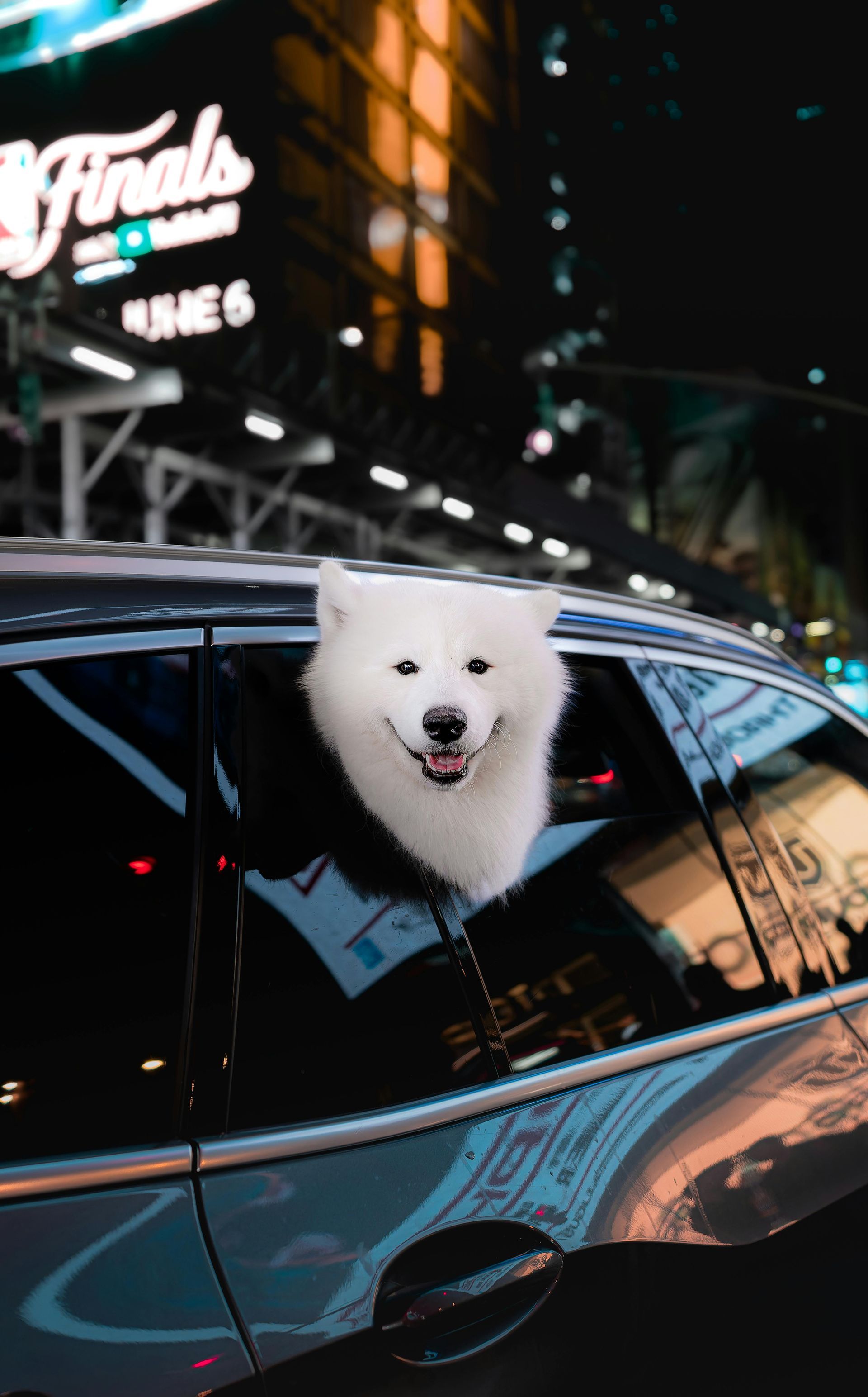 A fluffy white dog with a happy expression leans out of a car window in a city at night with neon lights in the background.