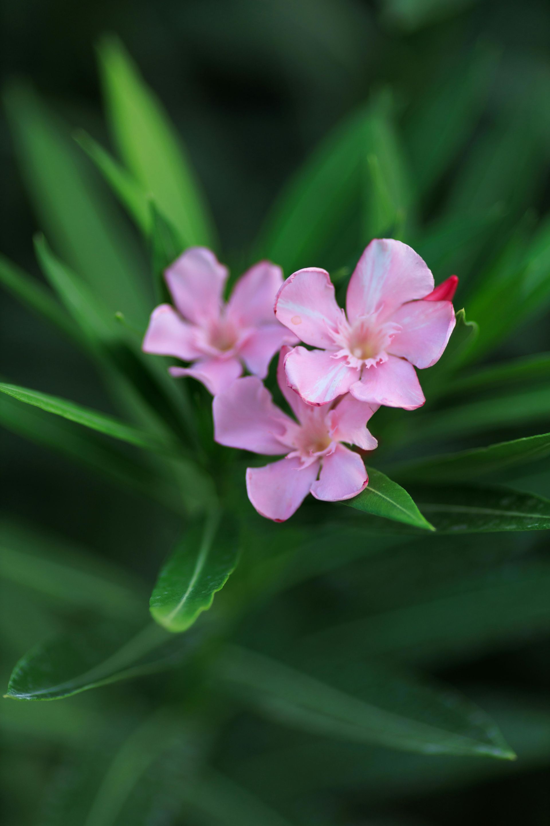 A cluster of three delicate light pink oleander flowers blooming amidst dark green, slender leaves.