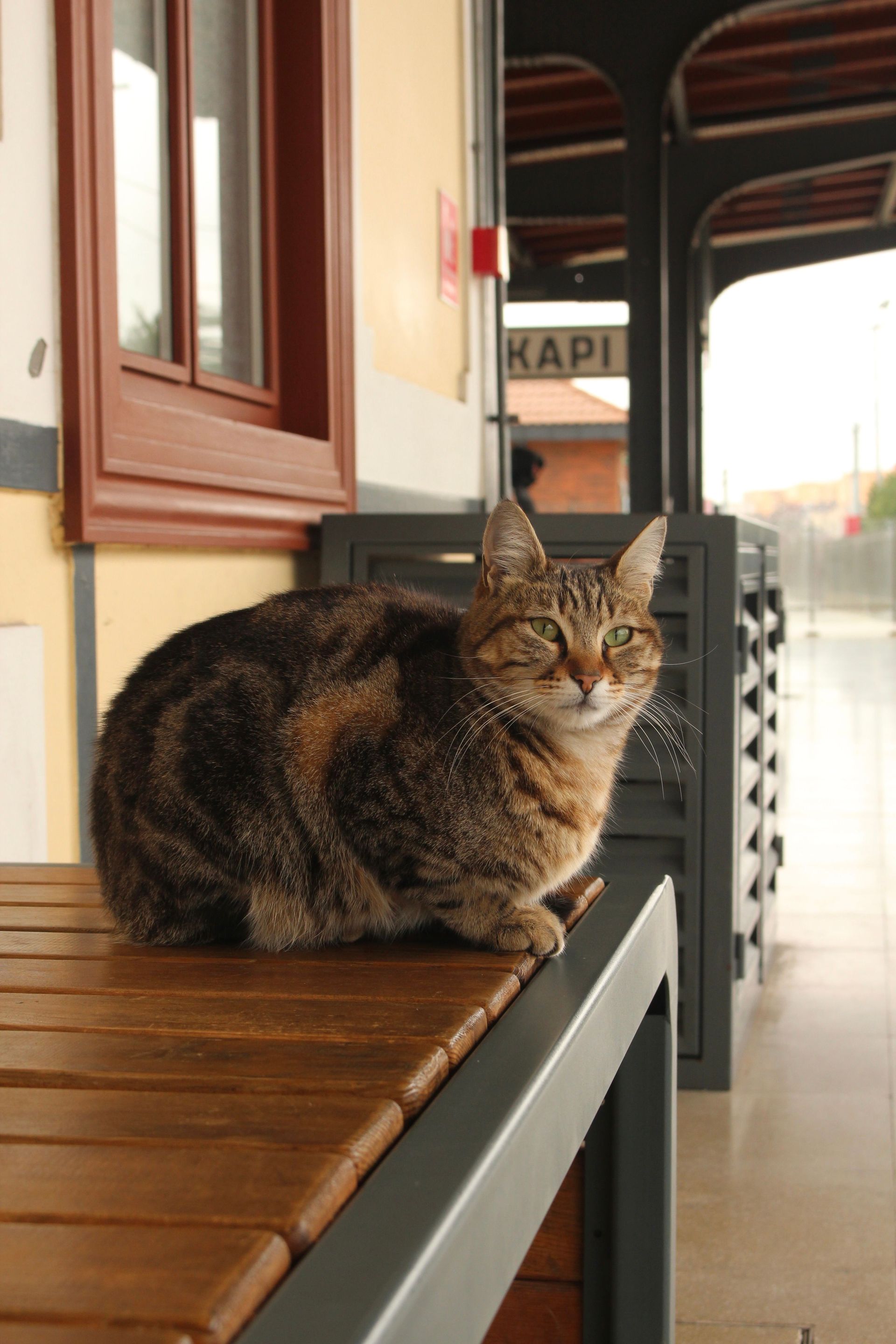 Tabby cat sitting on a wooden bench outside a building