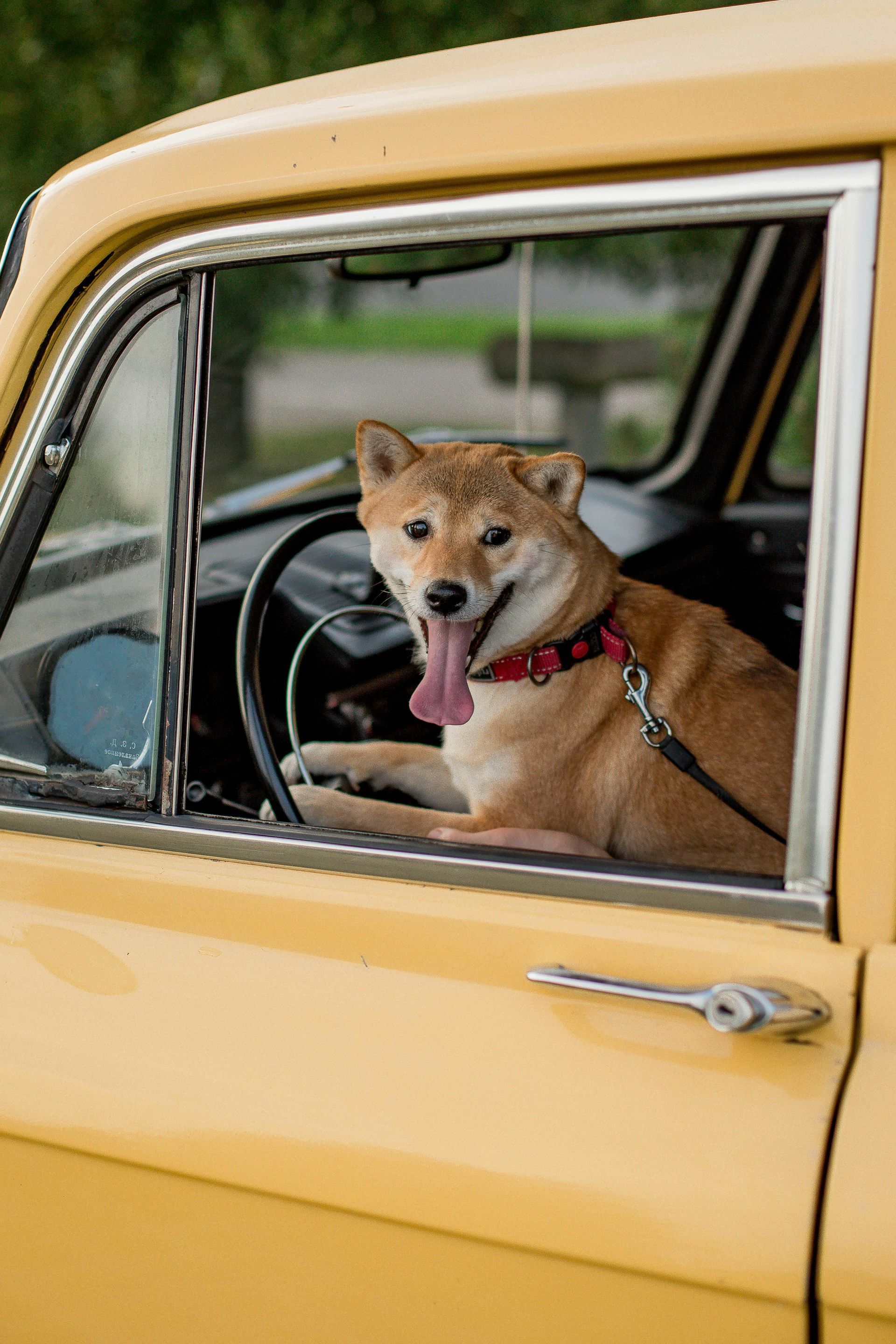 A Shiba Inu sits in the driver's seat of a yellow vintage car with its tongue out, looking through the open window.