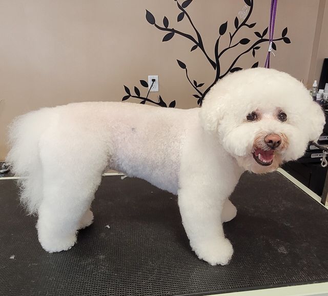 Gallery Fairfield Township, OH Biscuit Bath & Beyond