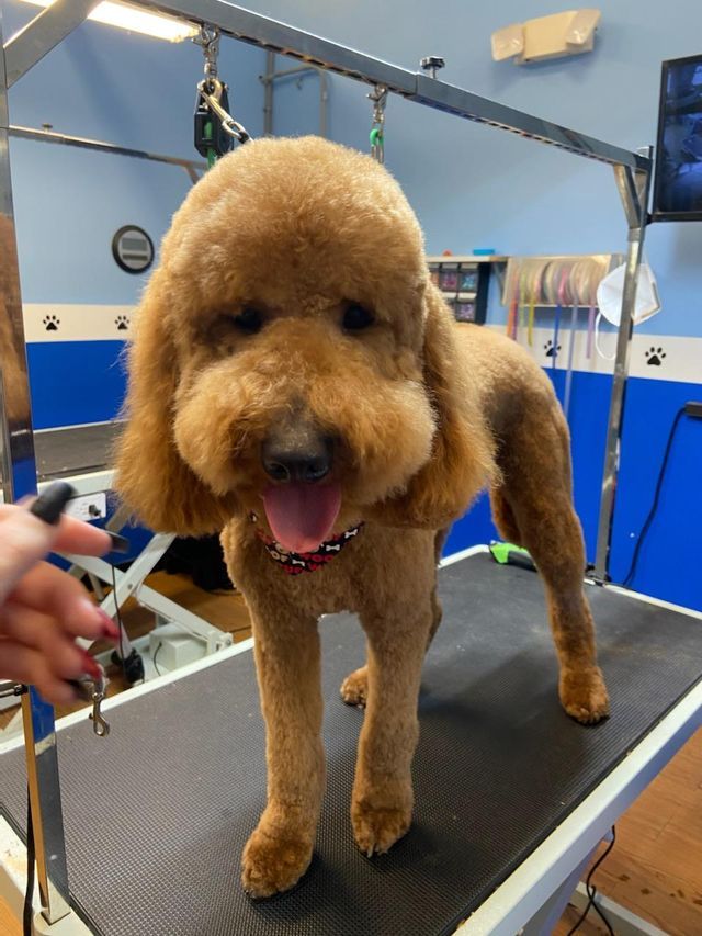 Gallery Fairfield Township, OH Biscuit Bath & Beyond