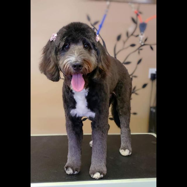 Gallery Fairfield Township, OH Biscuit Bath & Beyond