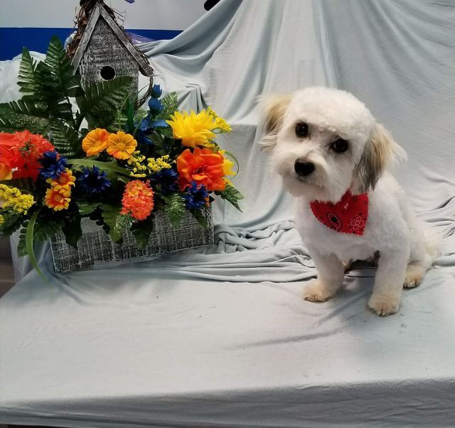 Gallery Fairfield Township, OH Biscuit Bath & Beyond