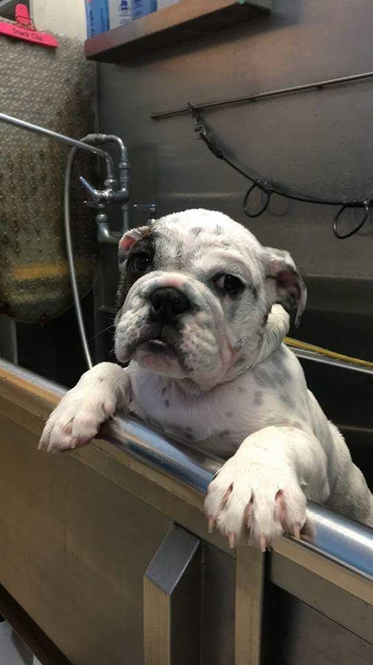 Gallery Fairfield Township, OH Biscuit Bath & Beyond