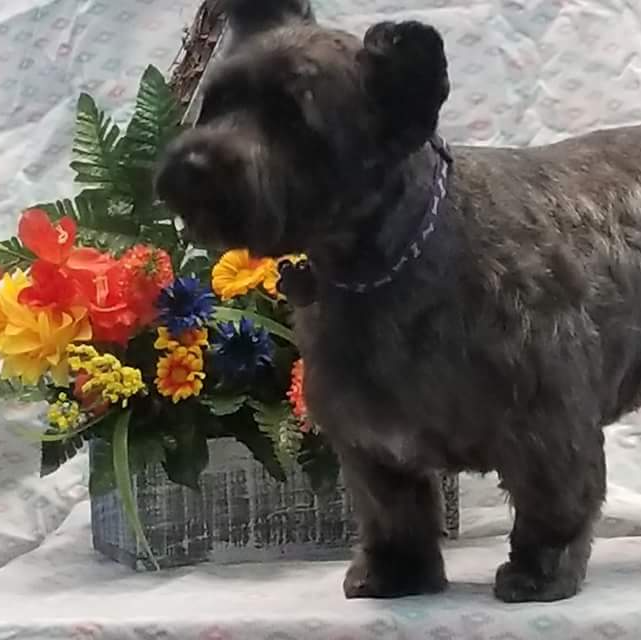 Gallery Fairfield Township, OH Biscuit Bath & Beyond
