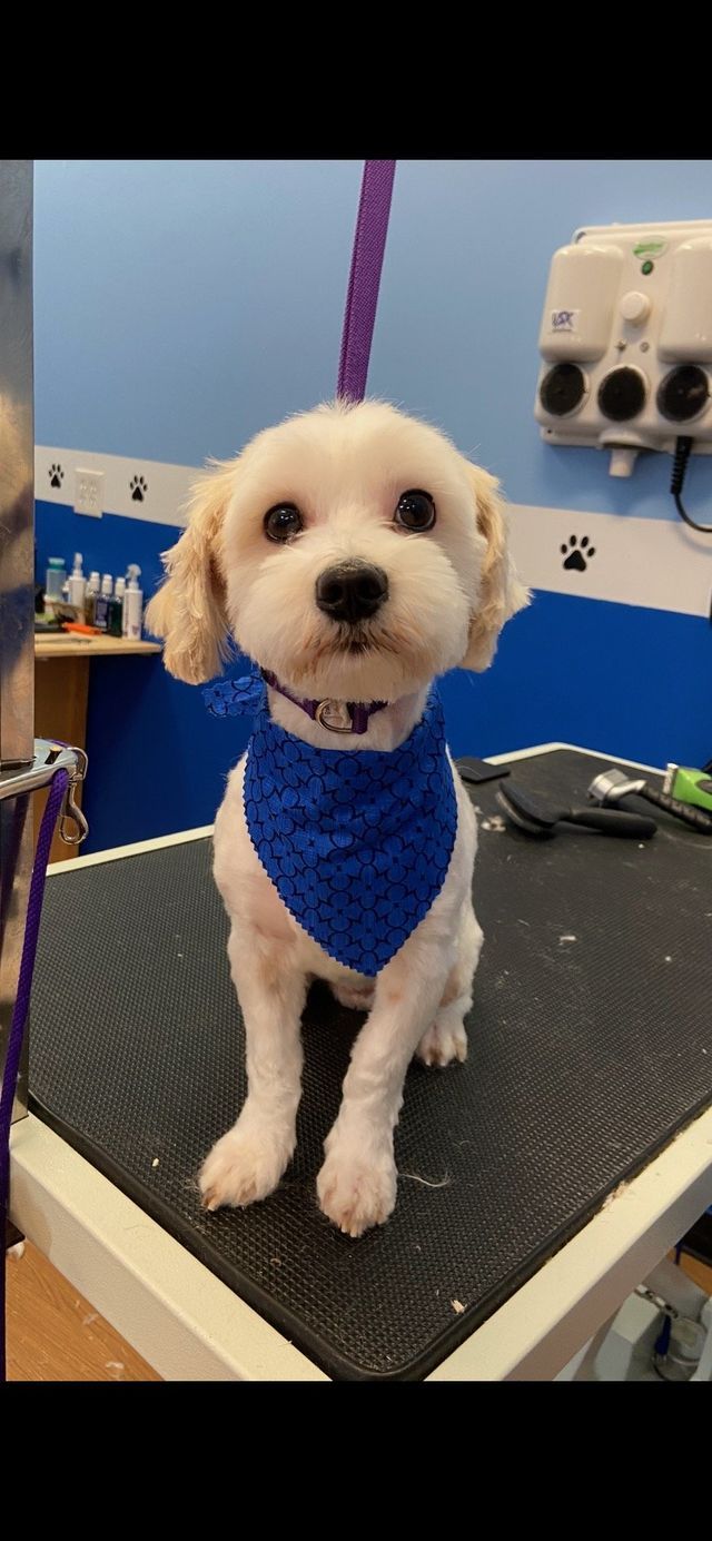 Gallery Fairfield Township, OH Biscuit Bath & Beyond