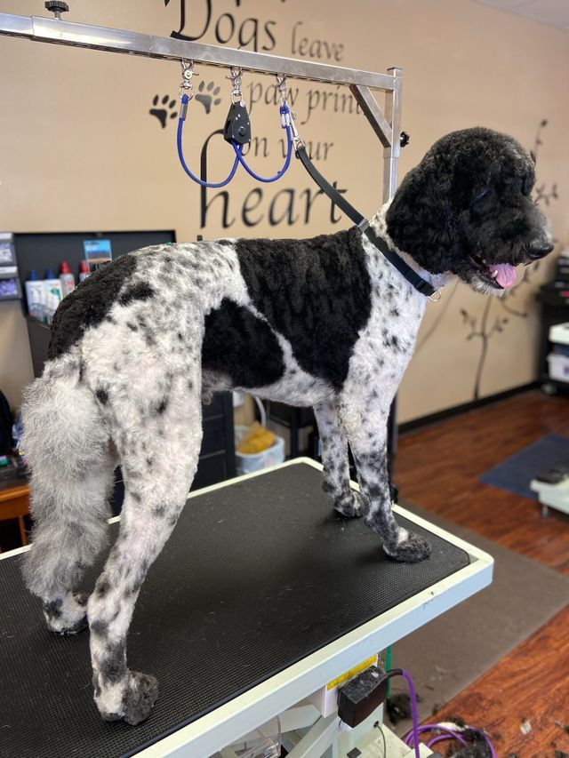 Gallery | Fairfield Township, OH | Biscuit Bath & Beyond