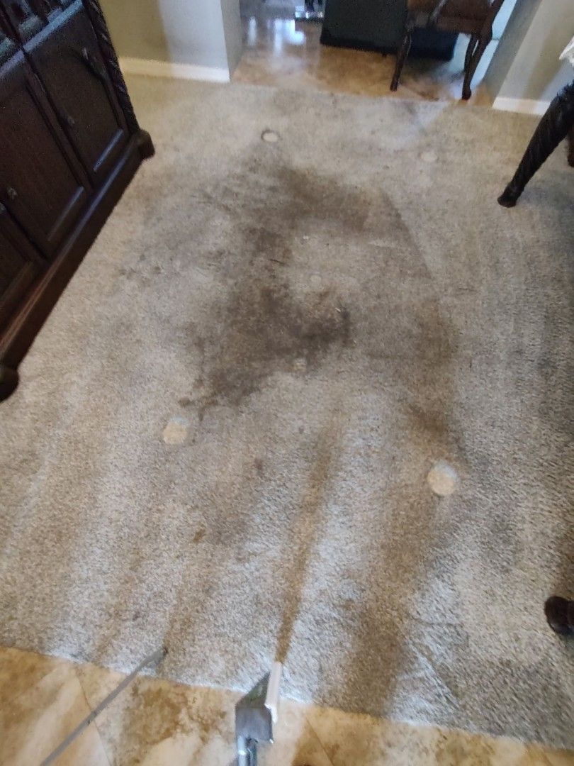 Pet stained hallway carpet showing dark soiling before professional cleaning in a Largo FL home
