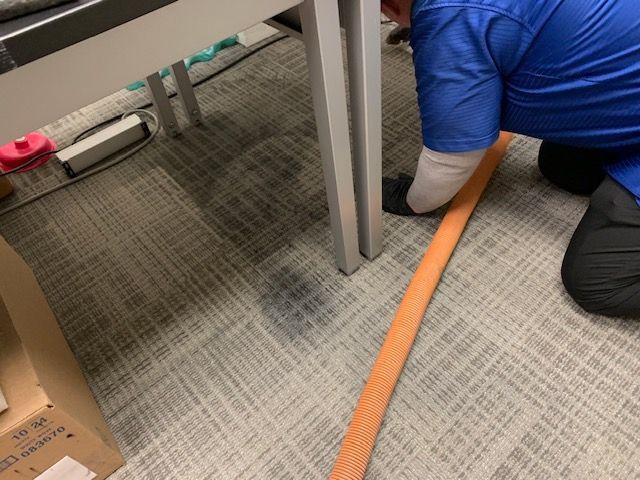 Carpet cleaning technician using extraction equipment to remove toner spill from office carpet